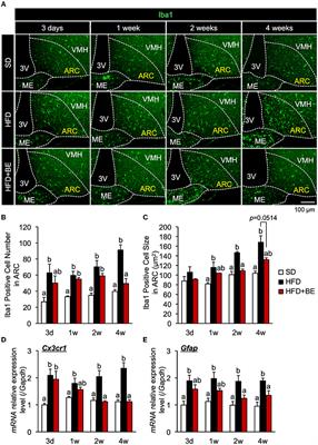 Black soybean seed coat polyphenol ameliorates the abnormal feeding pattern induced by high-fat <mark class="highlighted">diet consumption</mark>